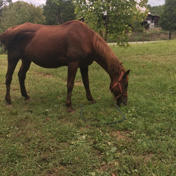 Meet your Posher, Grace - Picture 1 of 1